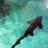 A l'Océarium, on découvre l'immense aquarium des requins d'Australie d'abord par le dessus du bassin, avant de descendre pour les admirer nager en profondeur. 