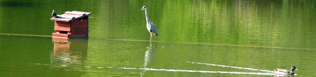 Parc Montsouris, héron cendré sur le lac